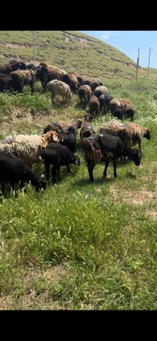 Egizchi qoylarni qozisi sotiladi
