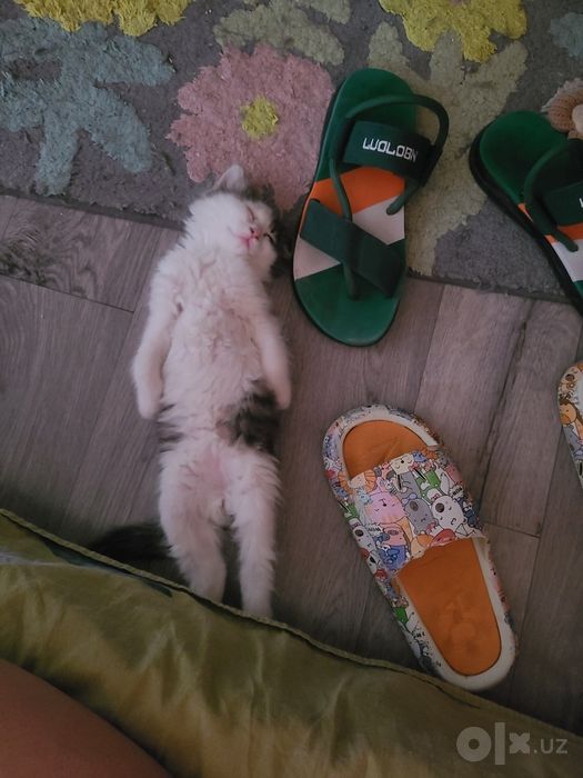Котенок, мальчик 2,5 месяца ищет дом, домашний