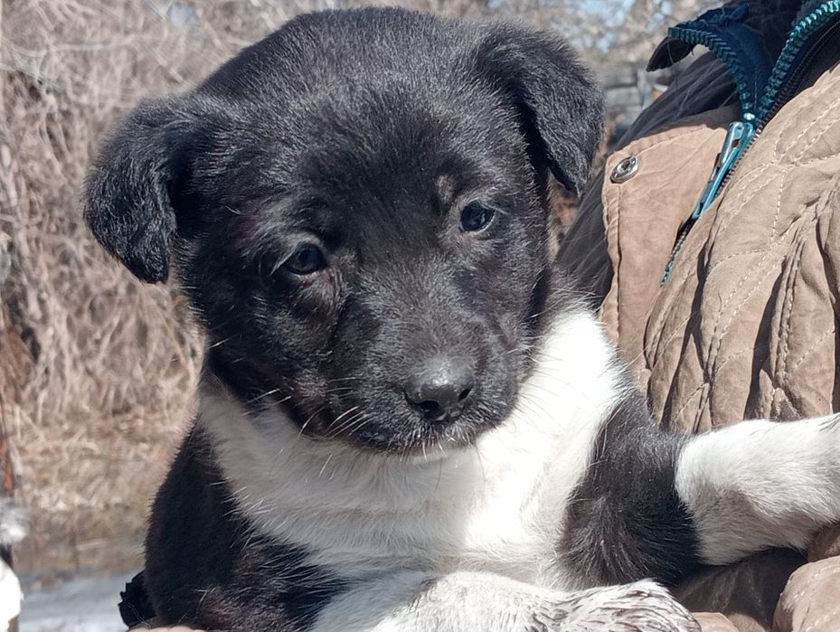 Отдаем щенков в хорошие руки