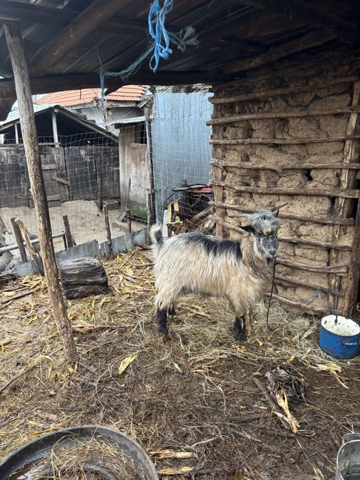 Tap de vanzare (caprele s au dat)