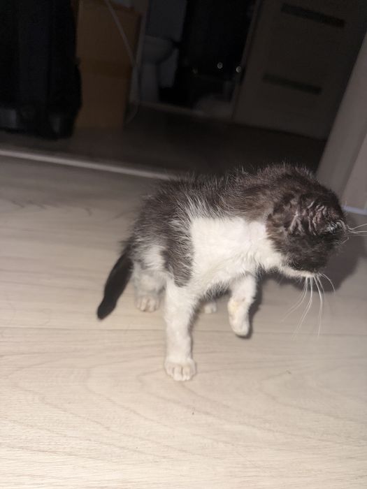 Отдам котенка в добрые руки