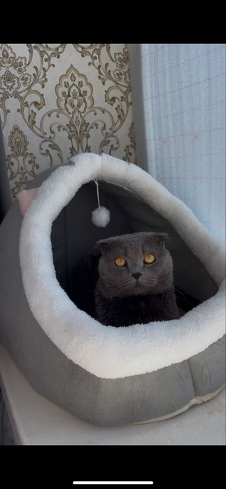 Вислоухий Британец вязка