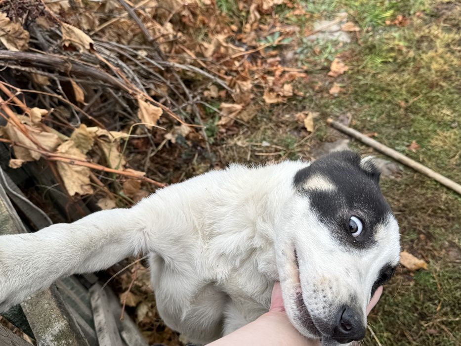 убежала собака алабай девочка