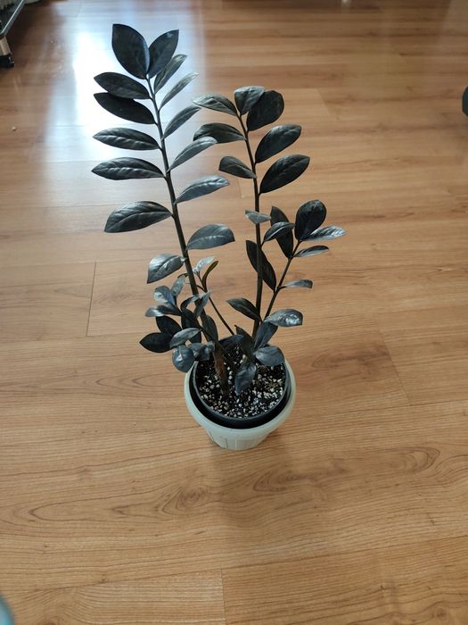 Замиокулькос черный Равен