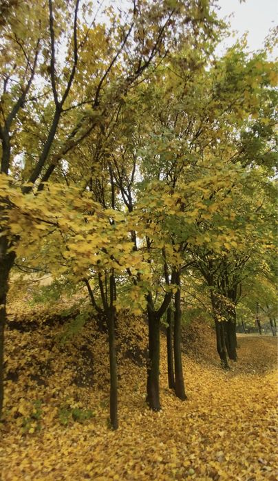 Клён, канадский клен. Канадалық Үйеңкі.