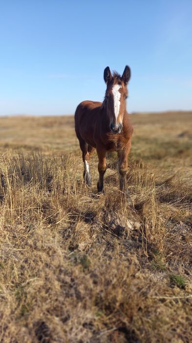 Продам тяжеловозных жеребят