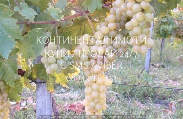 кодг 62932. Гледано лозе 2200м2 десертно Супер ран до шосе и язовир