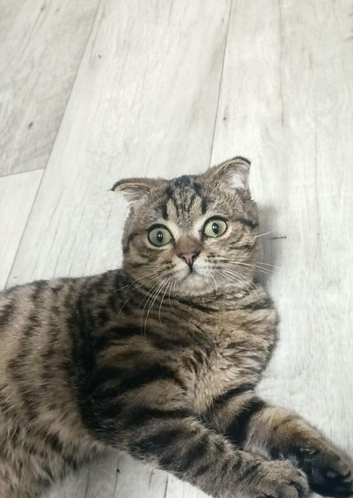 В хорошие руки котиков братьев
