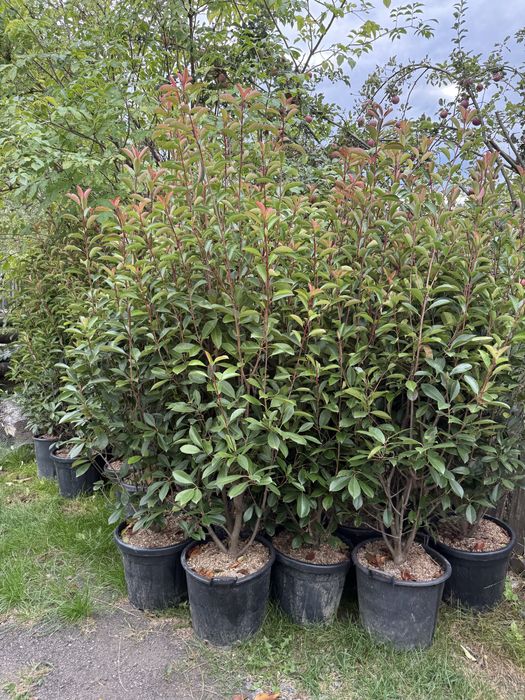 Gard viu, phoetinia red rubin laurocerassus laur englezesc prinus leylandi