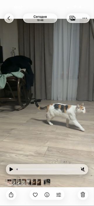 Отдам трехцветную кошечку