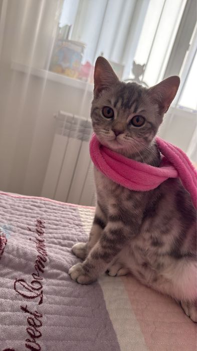 Шотландский котенок