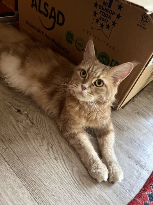 Продаются котята мейнкун