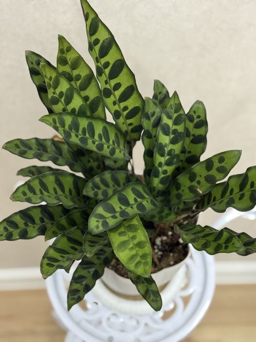 Калатея Лансифолия