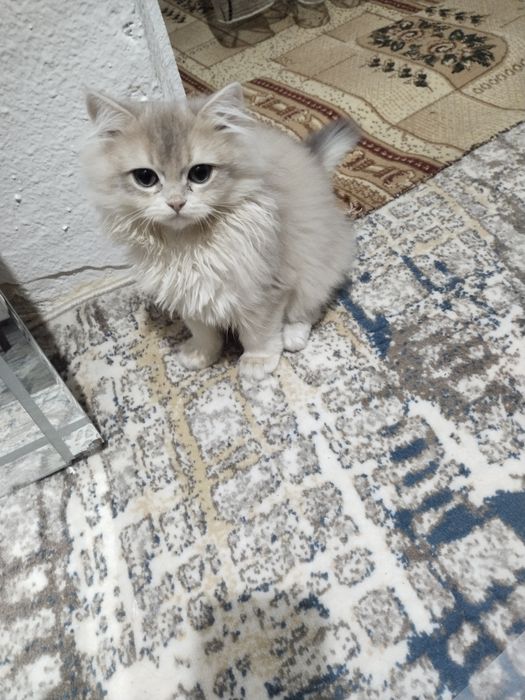 Кошка Шинка продоётся