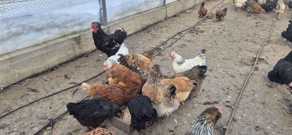 Oua de incubat de la aceste găini