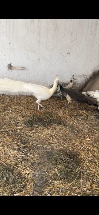 Disponibili păuni și bibilici