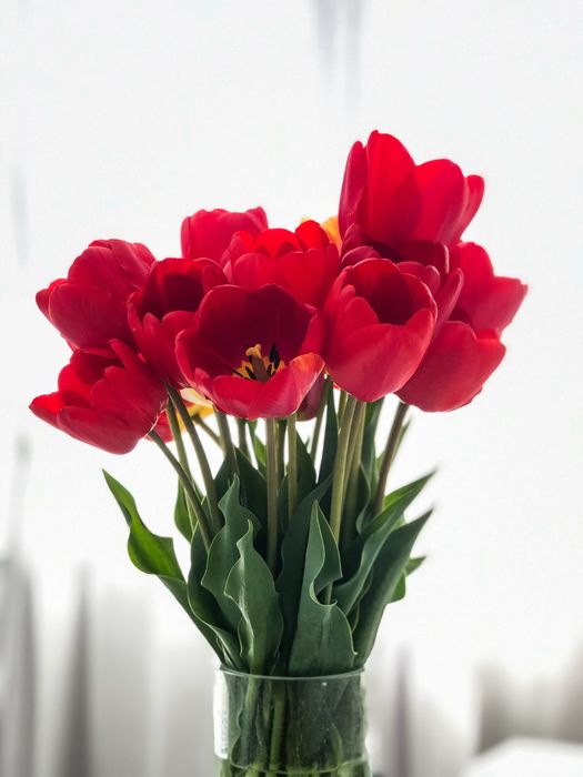 Домашние тюльпаны с грядки