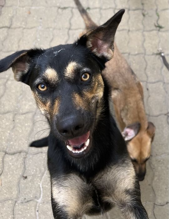 Catelusa metis spre adoptie