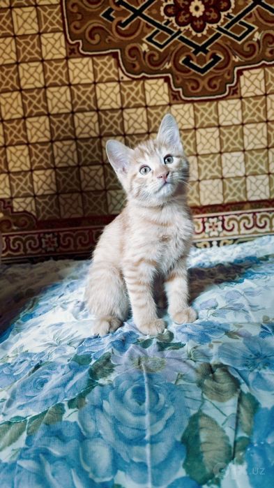 Четыре маленьких сердца ищут дом