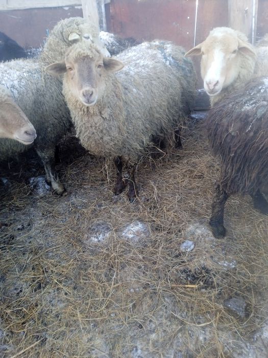 Продается ярочки, ұрғашы тоқтылар