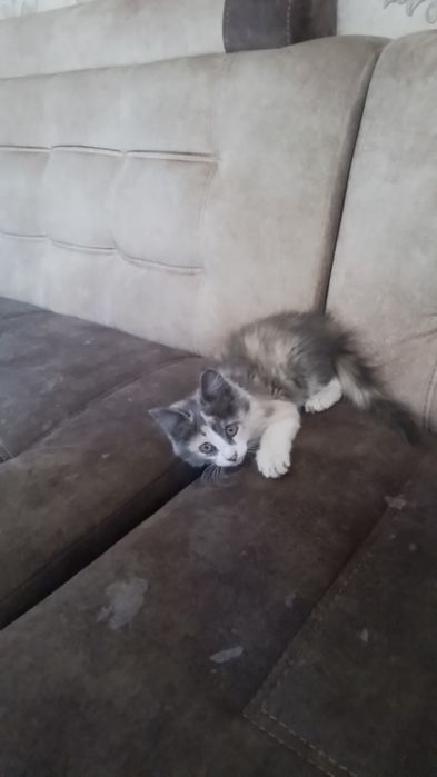 Мейн-кун котёнок