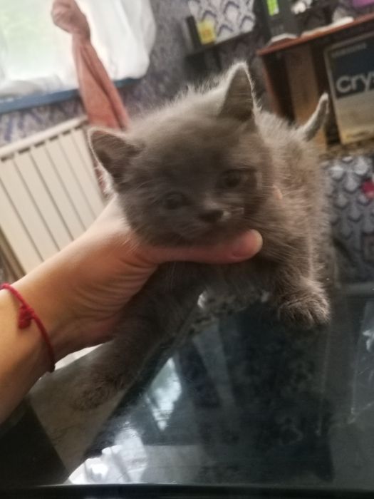 Отдам котят в добрые и любящие руки