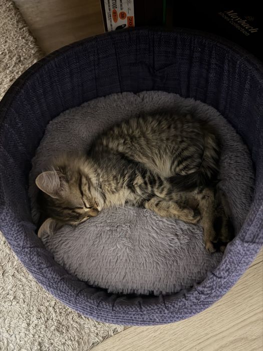 Отдам котенка в добрые руки