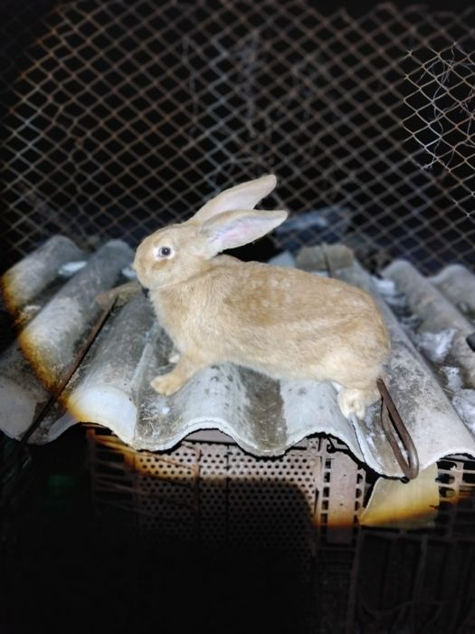 Vând iepuroica uriaș german