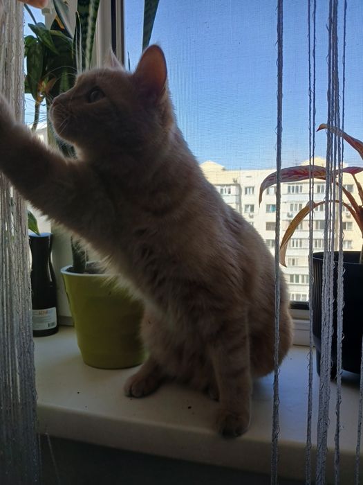 Отдам кота в добрые руки