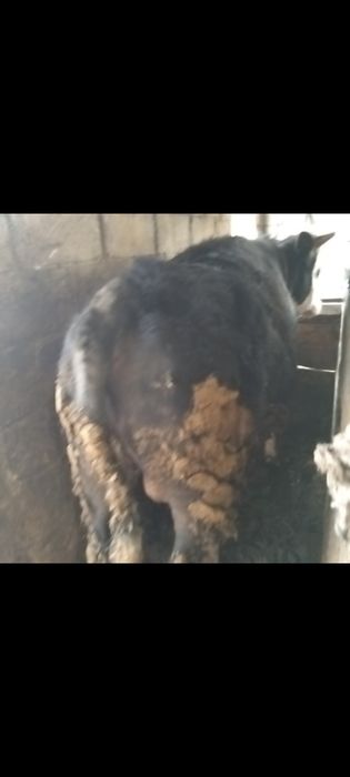 Продам говядину по частям