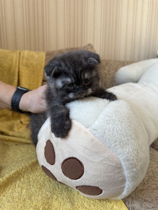 Котёнок шотландец