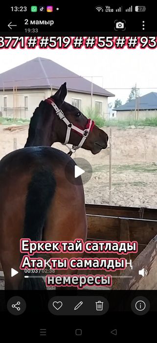 Тай сатлады самал тулпардың немересы