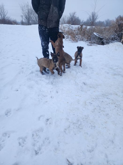 Белгиская окарачка