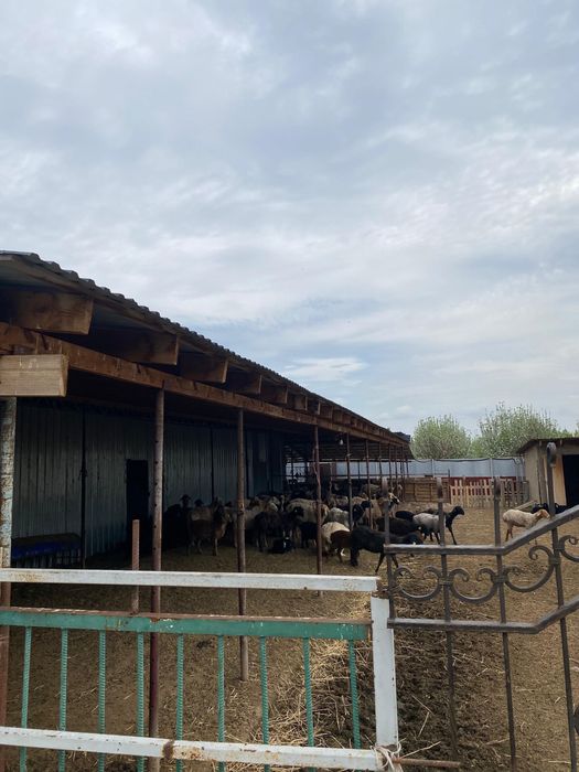 Продается фазенда