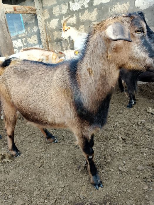 Түбітті, сауынды ешкі