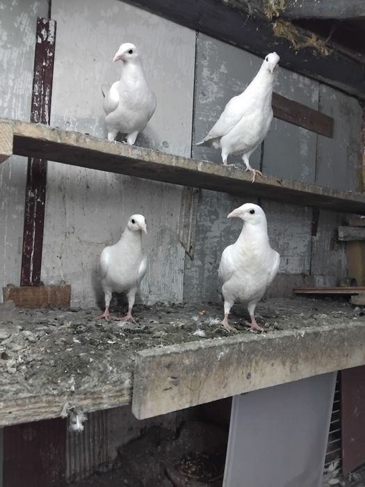 Vând pui voiajori Galați 25lei bucata