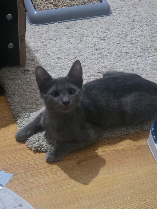 pui de pisicuta,,fetita frumoasa,pisicuta pentru adoptie,puiut de pisica