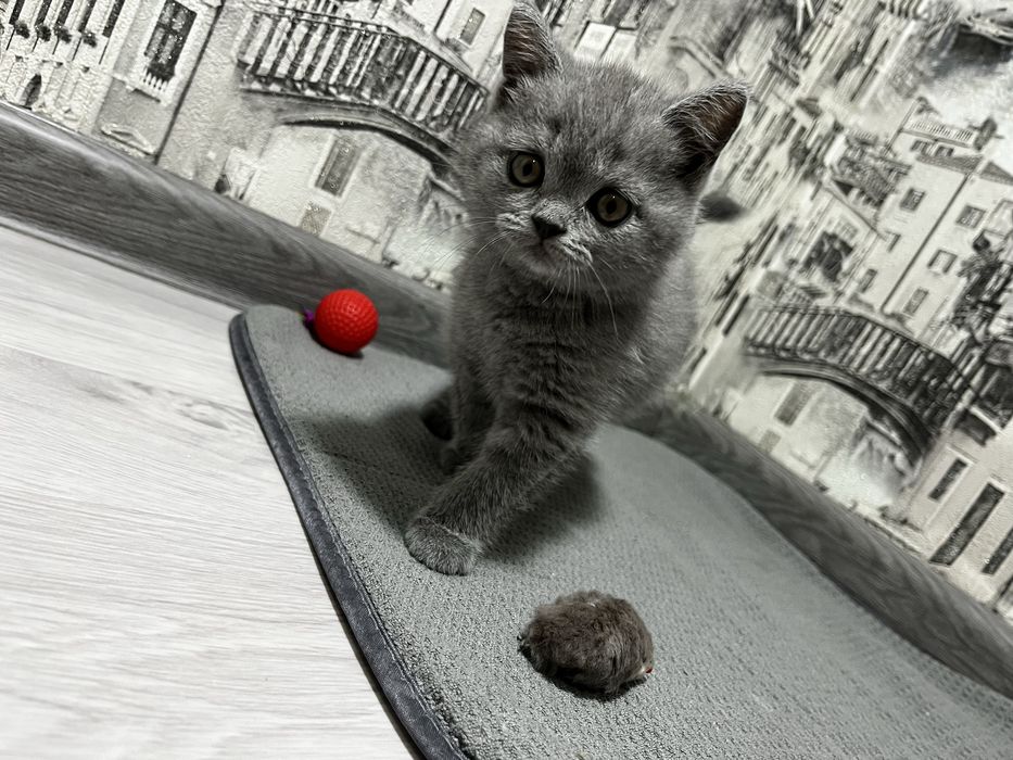 Котята голубые британские