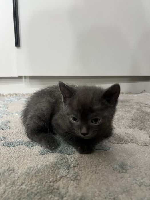 Отдам в хорошие руки