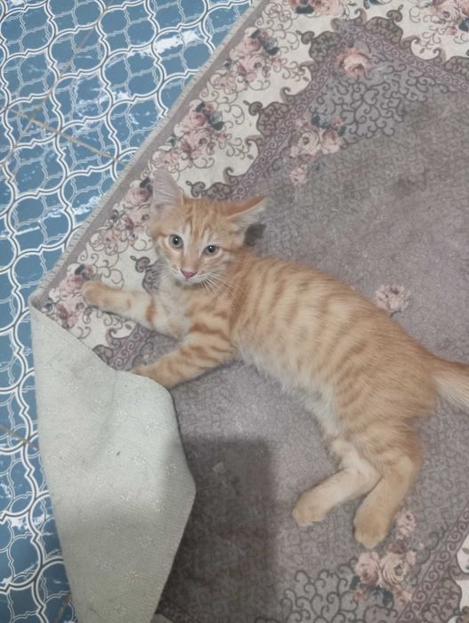 Отдам котенка в добрые руки
