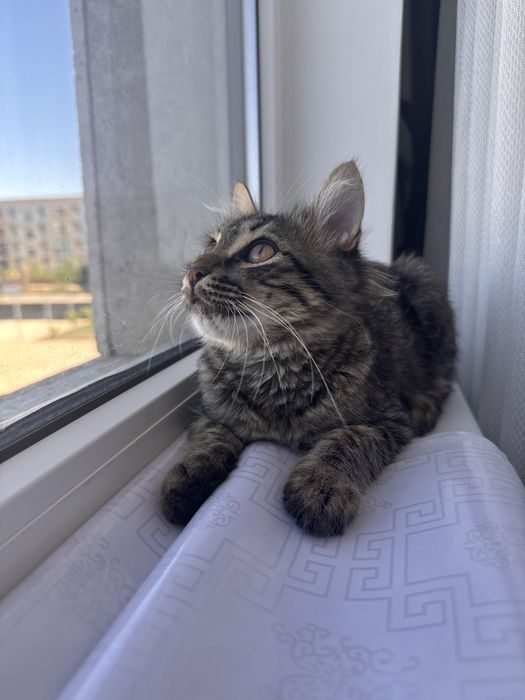 Котенок в добрые руки