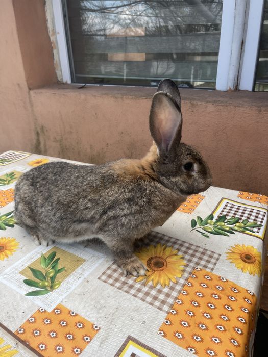 Vând femela urias german