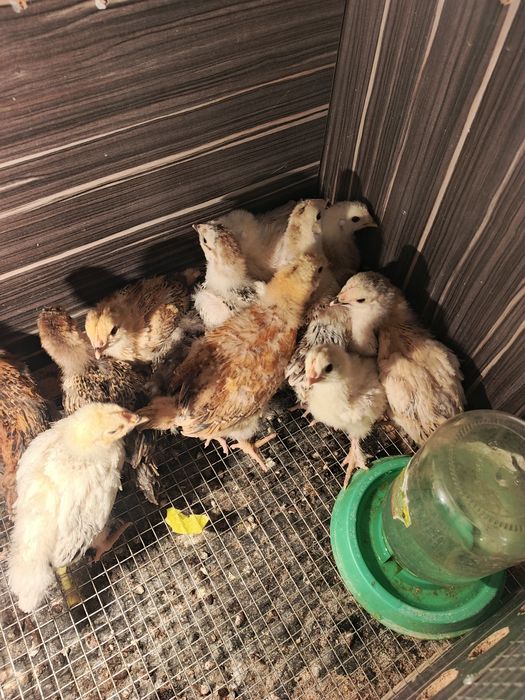 Цыплята инкубаторский