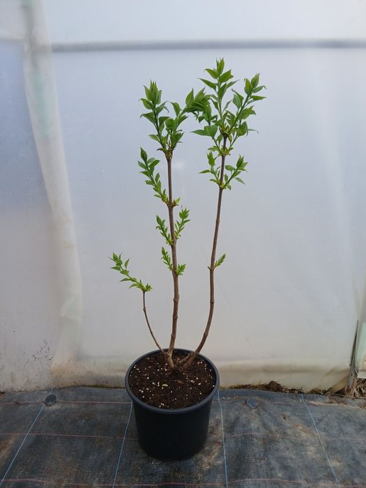 Жълт Люляк ("Primrose")