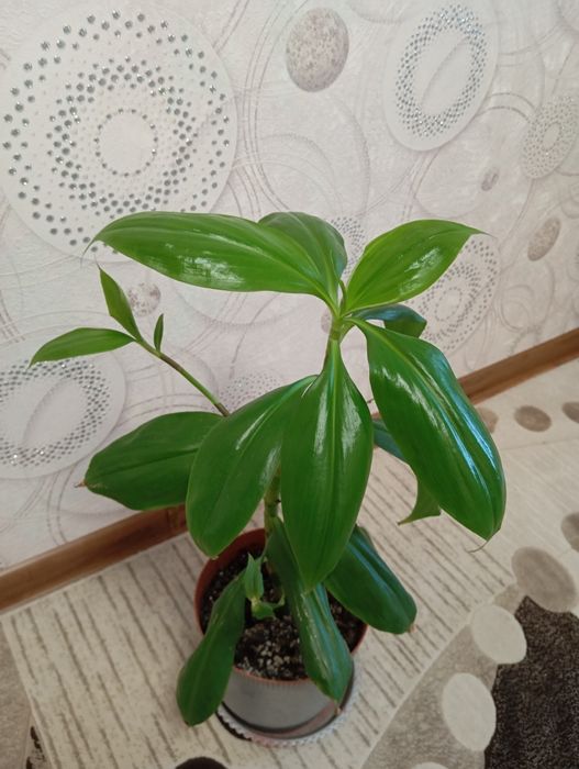 Продам растения для дома