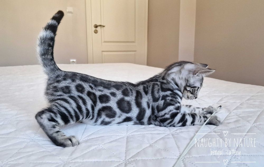 Сребърни и снежни бенгалски котенца