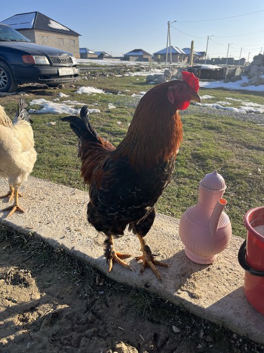 Қораз сатылады Петух