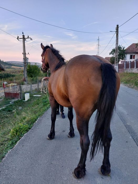 De vânzare  manza