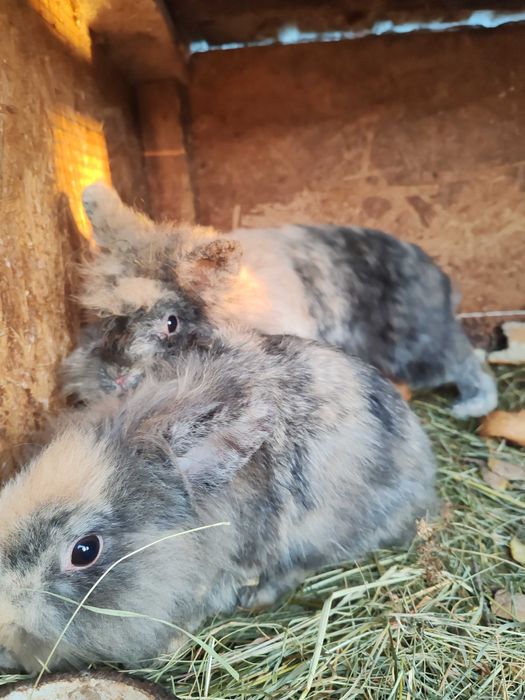 Iepurași pitici cap de leu