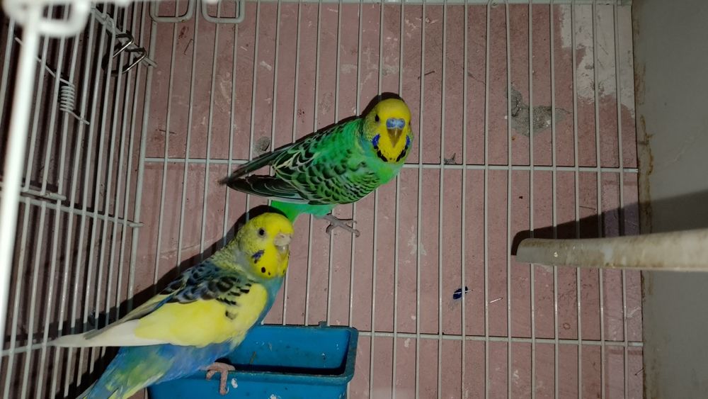 Qafasi bilan 1 juft papugaychiklar sotiladi